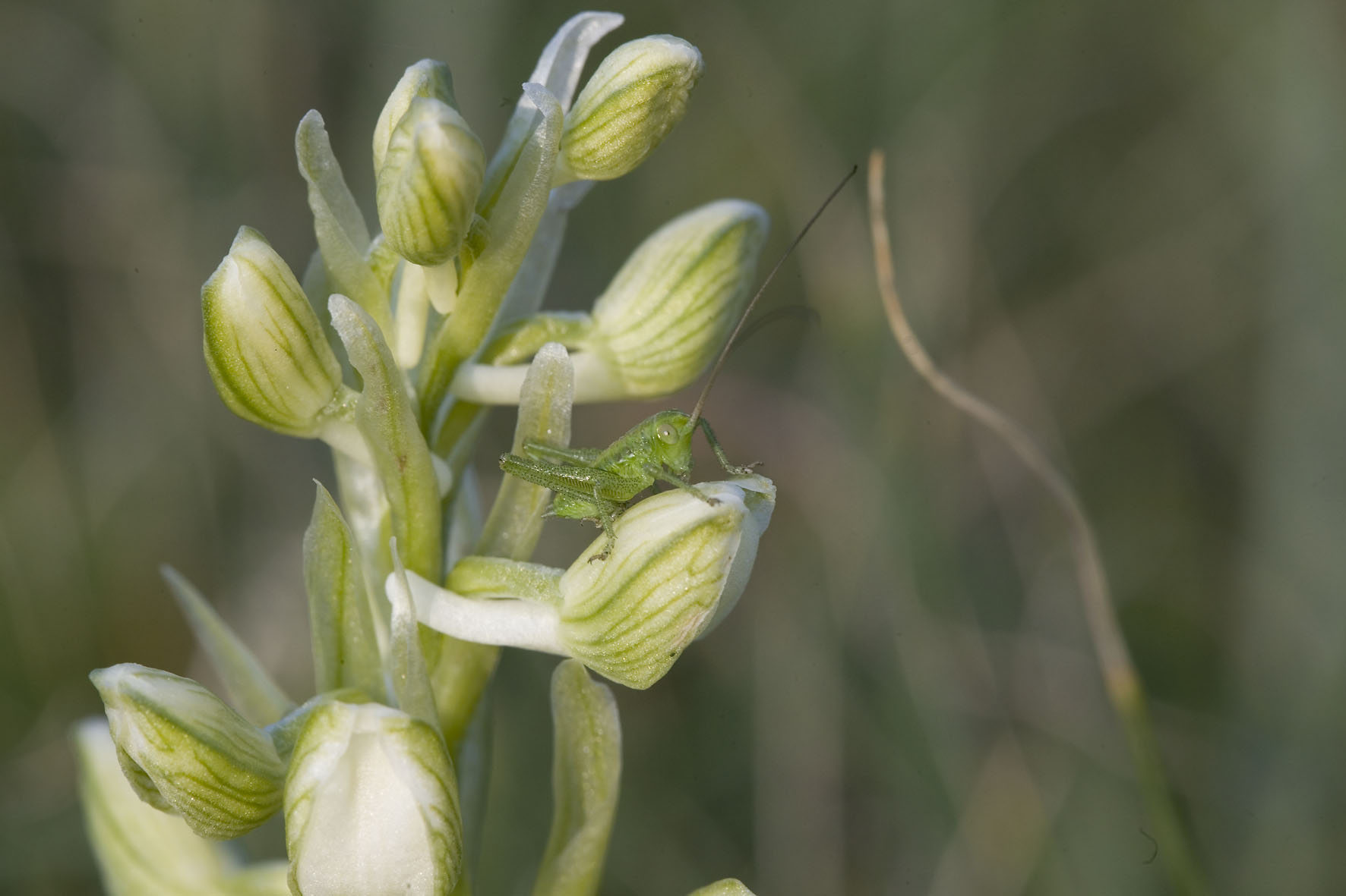 Orchis morio